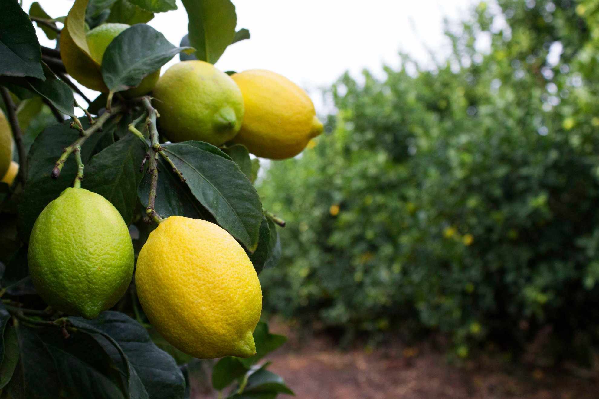 Lemons Picking Season Sundays River SRCC
