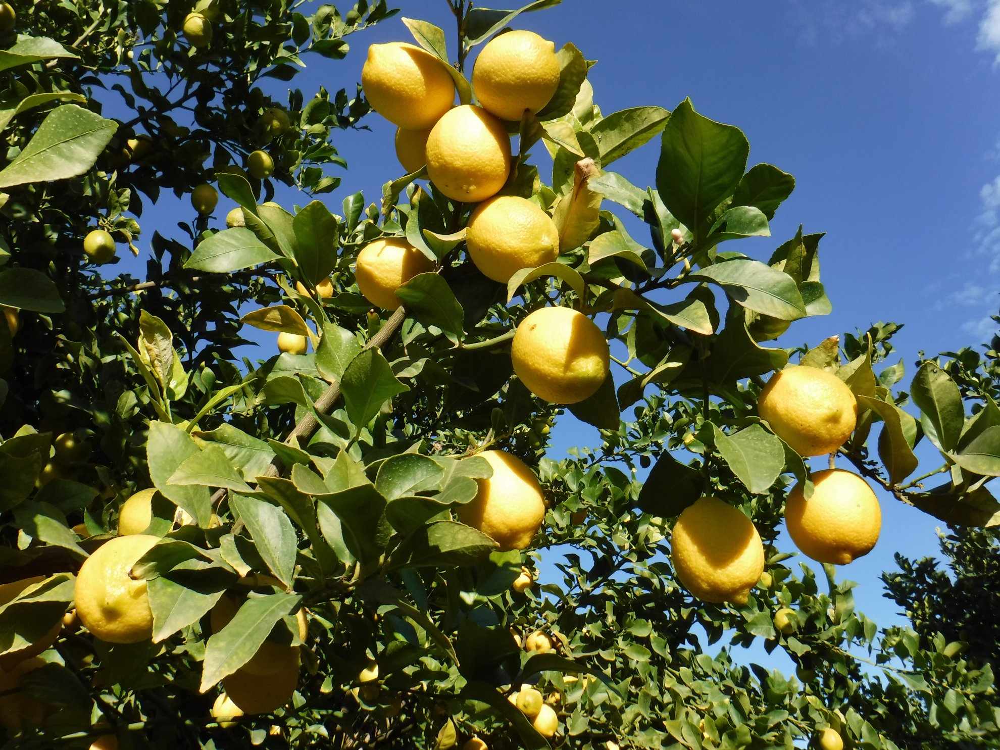 Lemons Picking Season Sundays River SRCC